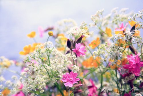 ������������������Ҹ� (5)